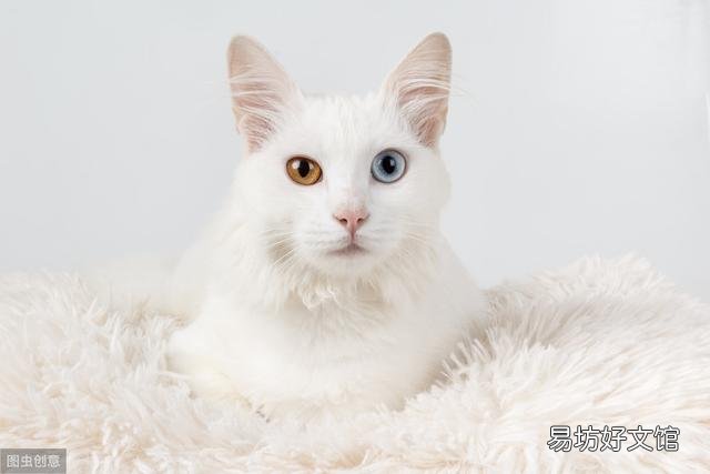 家猫是什么品种(普通家猫是什么品种)