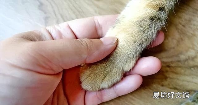猫爪子肿了是怎么回事(猫爪子肿了怎么消肿)