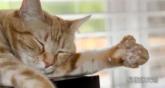 猫爪子肿了是怎么回事(猫爪子肿了怎么消肿)