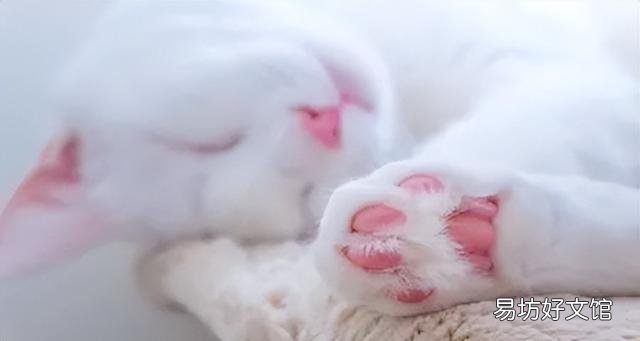 猫爪子肿了是怎么回事(猫爪子肿了怎么消肿)