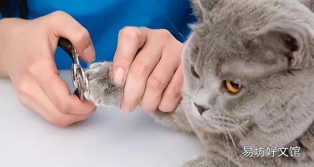 猫爪子肿了是怎么回事(猫爪子肿了怎么消肿)