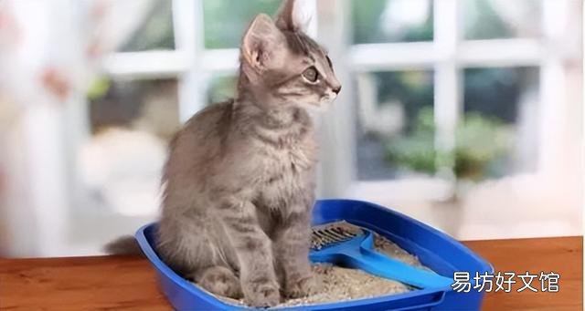 猫爪子肿了是怎么回事(猫爪子肿了怎么消肿)