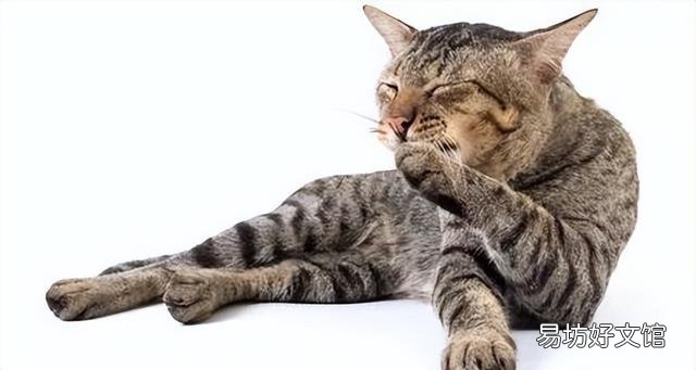 猫爪子肿了是怎么回事(猫爪子肿了怎么消肿)
