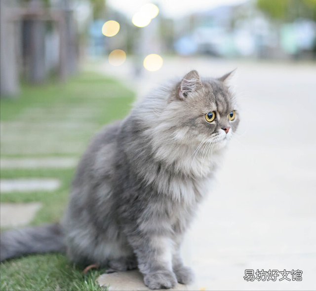 土耳其安哥拉猫好养吗(土耳其安哥拉猫长什么样子)