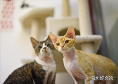 土耳其安哥拉猫好养吗(土耳其安哥拉猫长什么样子)