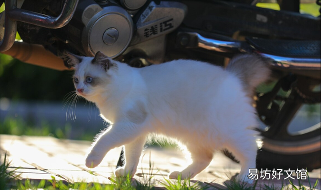 土耳其安哥拉猫好养吗(土耳其安哥拉猫长什么样子)
