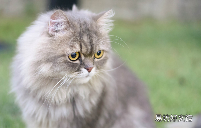 土耳其安哥拉猫好养吗(土耳其安哥拉猫长什么样子)