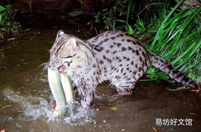 萨凡纳猫中国可以养吗(中国能养萨凡纳猫吗)