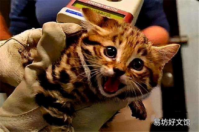 萨凡纳猫中国可以养吗(中国能养萨凡纳猫吗)