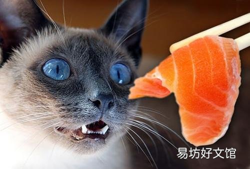 小猫吃什么食物除了猫粮(幼猫吃什么食物比较好)