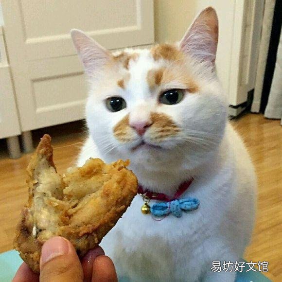 小猫吃什么食物除了猫粮(幼猫吃什么食物比较好)