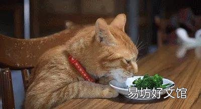 小猫吃什么食物除了猫粮(幼猫吃什么食物比较好)