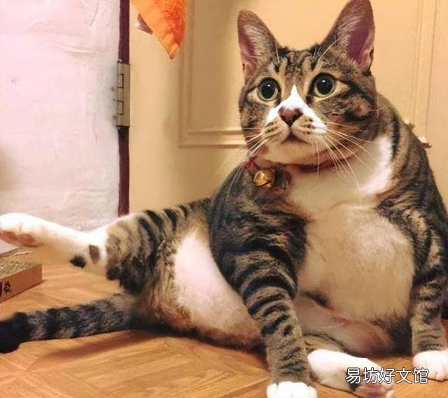 中华狸花猫是土猫吗(狸花是不是土猫)