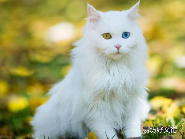中华狸花猫是土猫吗(狸花是不是土猫)