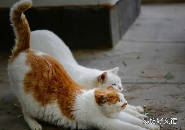 猫说话是怎么回事儿(猫说话了怎么回事)