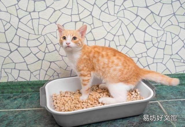 松木猫砂的优缺点(松木猫砂的优点和缺点)