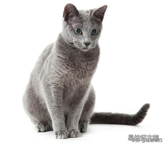 卡尔特猫和蓝猫区别(卡特尔猫和蓝猫怎么区别)
