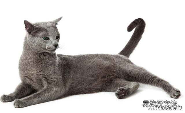 卡尔特猫和蓝猫区别(卡特尔猫和蓝猫怎么区别)