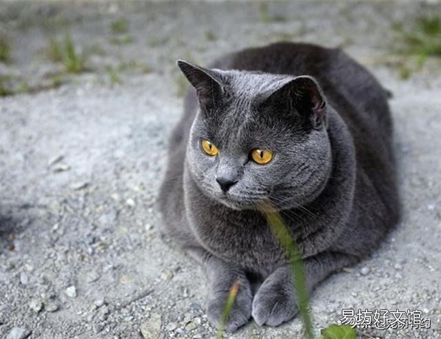 卡尔特猫和蓝猫区别(卡特尔猫和蓝猫怎么区别)