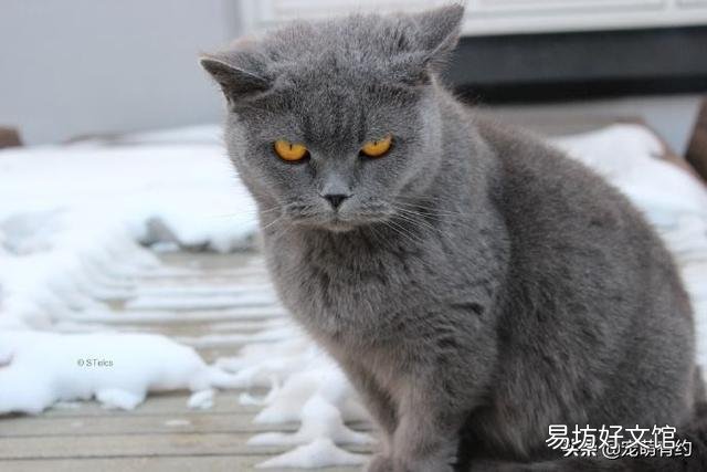 卡尔特猫和蓝猫区别(卡特尔猫和蓝猫怎么区别)