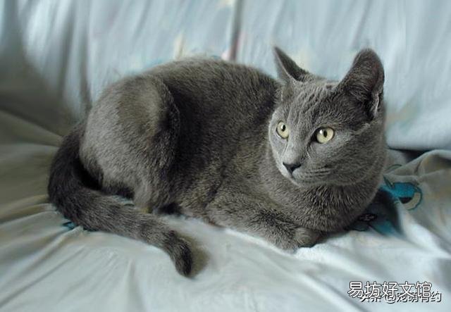 卡尔特猫和蓝猫区别(卡特尔猫和蓝猫怎么区别)
