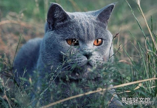 卡尔特猫和蓝猫区别(卡特尔猫和蓝猫怎么区别)