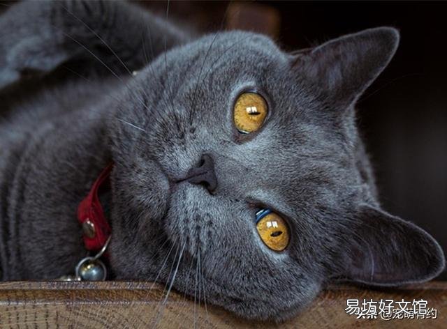 卡尔特猫和蓝猫区别(卡特尔猫和蓝猫怎么区别)