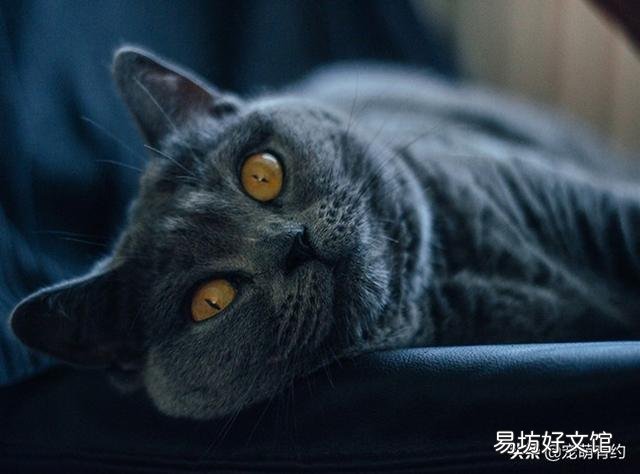 卡尔特猫和蓝猫区别(卡特尔猫和蓝猫怎么区别)