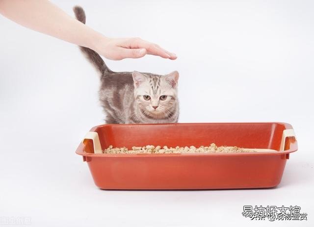豆腐猫砂可以冲厕所吗(豆腐猫砂能直接冲厕所吗)