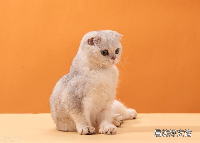 猫耳螨是什么原因造成的(猫耳螨是什么原因引起的)