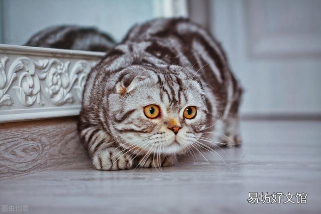 猫耳螨是什么原因造成的(猫耳螨是什么原因引起的)