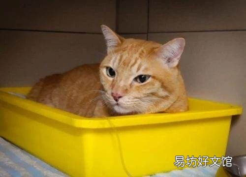 猫咪便血是怎么回事(小猫拉屎有血怎么回事)