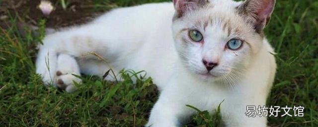 猫咪便血是怎么回事(小猫拉屎有血怎么回事)