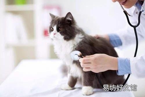 猫咪便血是怎么回事(小猫拉屎有血怎么回事)