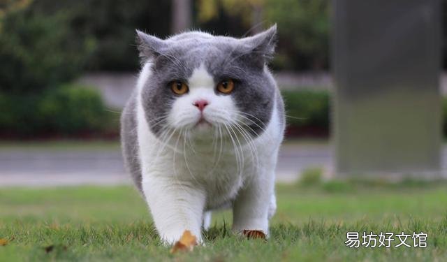 渐层猫有几种颜色(渐层猫有多少种颜色)