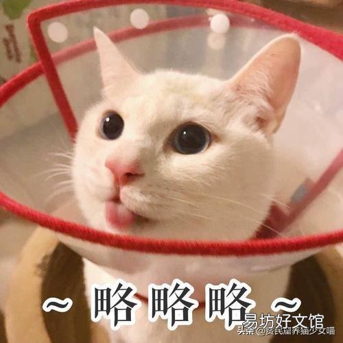 猫黑下巴不治疗要紧么(猫黑下巴不治疗可以吗)