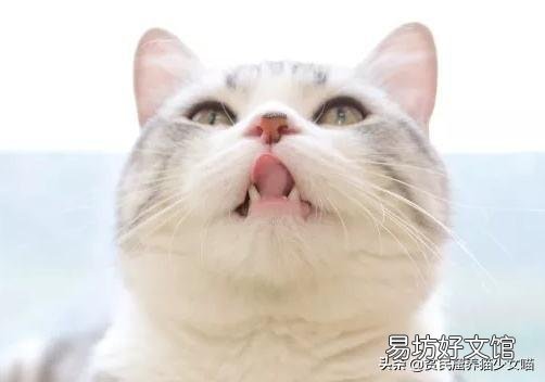 猫黑下巴不治疗要紧么(猫黑下巴不治疗可以吗)