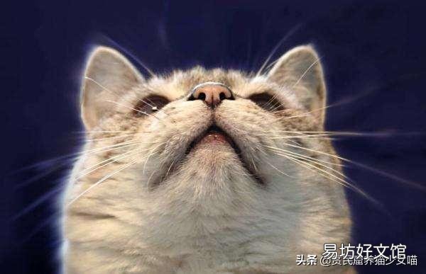 猫黑下巴不治疗要紧么(猫黑下巴不治疗可以吗)