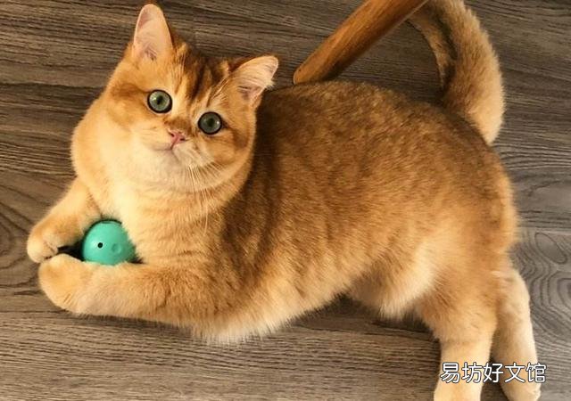 金渐层猫容易生病吗(金渐层猫难养吗)