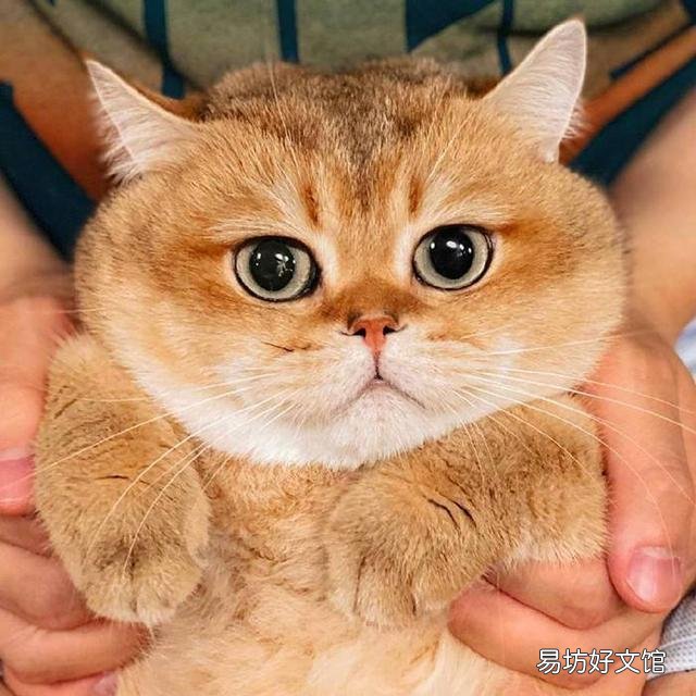 金渐层猫容易生病吗(金渐层猫难养吗)