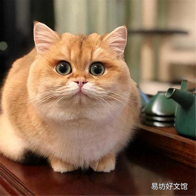 金渐层猫容易生病吗(金渐层猫难养吗)