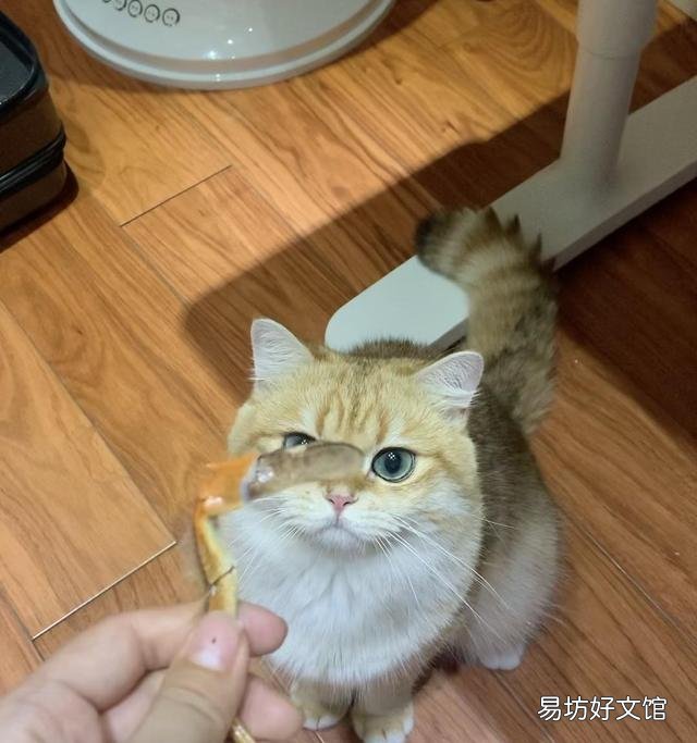 金渐层猫容易生病吗(金渐层猫难养吗)
