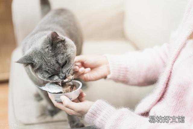 猫口炎用什么药比较好(猫口炎吃什么药好使)
