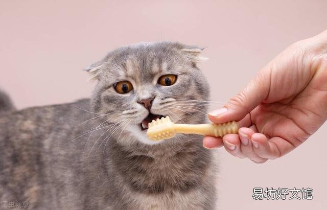 猫口炎用什么药比较好(猫口炎吃什么药好使)