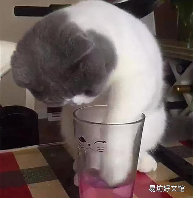 英短橘猫好养吗(英短和橘猫哪个好养)