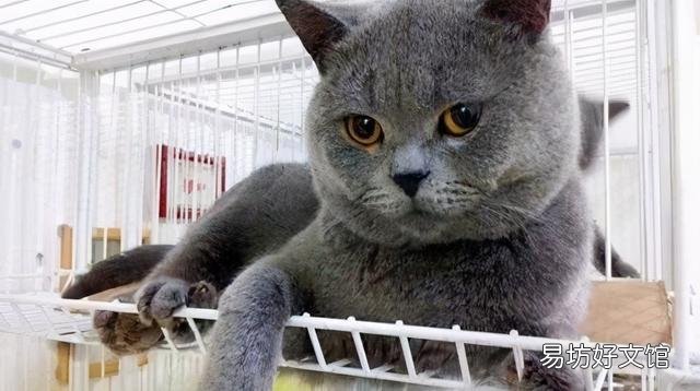 英短橘猫好养吗(英短和橘猫哪个好养)