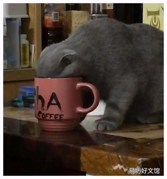英短橘猫好养吗(英短和橘猫哪个好养)