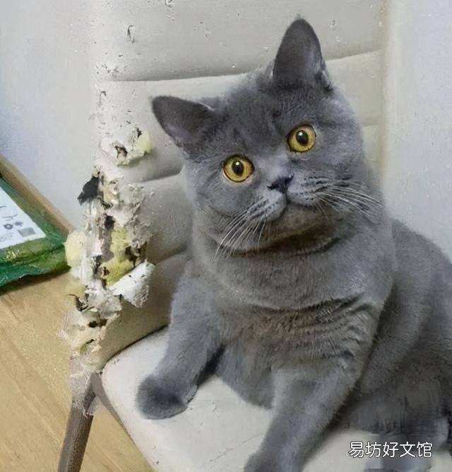 英短橘猫好养吗(英短和橘猫哪个好养)