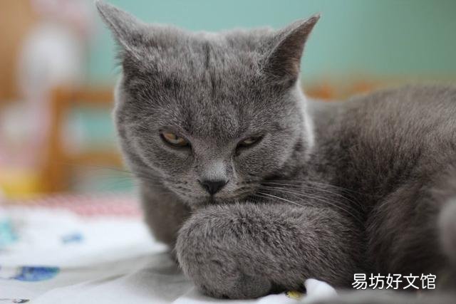 英短橘猫好养吗(英短和橘猫哪个好养)