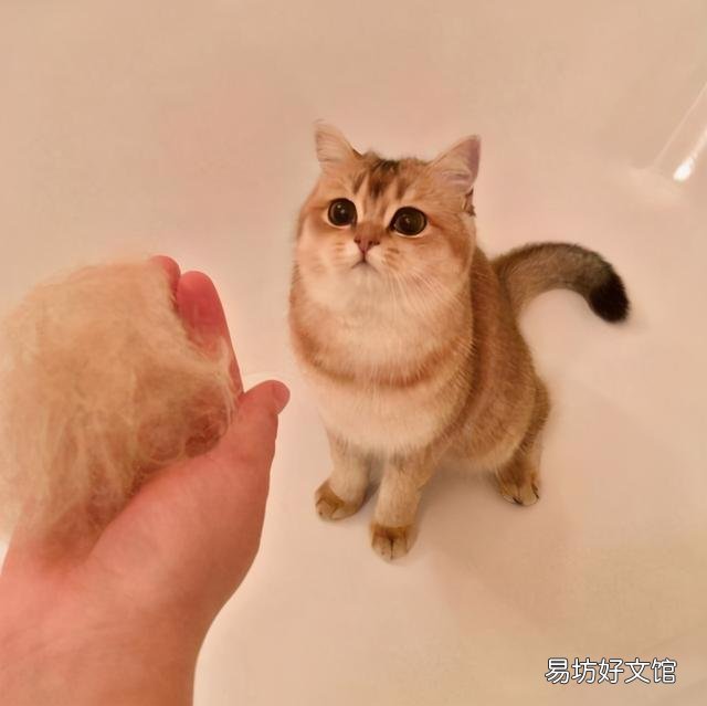 英短橘猫好养吗(英短和橘猫哪个好养)